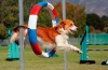 Agility za pse