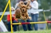 Agility je šport za aktivne pse v rusiji in tujini: tekmovalna pravila, oprema, steze