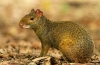 Agouti ali zajec grbav: vrste, habitat, obnašanje