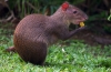 Agouti ali grbavi zajec