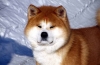 Akita inu: opis pasme