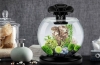 Pregled akvarija tetra duo waterfall globe