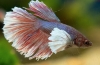 Akvarijski petelin (betta splendens)