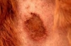 Alergijski dermatitis pri psih