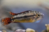 Apistogram kakdu (apistogramma cacatuoides)