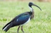 Avstralski ibis