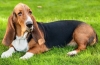 Basset