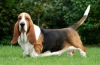 Basset hound: opis pasme