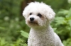 Bichon frize