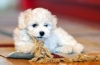 Bichon frize