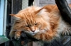 Maine coon bolezni - glavne napake pasme