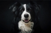 Border collie: opis pasme