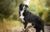 Border collie: najpametnejši od psov