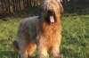 Briard: opis pasme