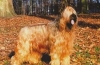 Briard