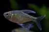 Diamantna tetra (moenkhausia pittieri)