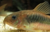 Bronasti hodnik (corydoras aeneus)