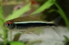 Črni neon (hyphessobrycon herbertaxelrodi)