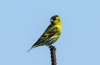 Siskin-bird - videz, habitat, pravila za vzdrževanje doma