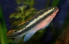 Ciklide papige (pelvicachromis pulcher)