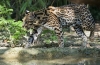 Divji mačji leopard ocelot - habitat, vrste, razmnoževanje, prehrana, možnost udomačevanja