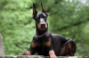 Doberman pinč: opis pasme