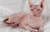 Don sphynx