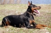 Trening dobermana: nianse treninga