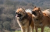 Eurasier: opis pasme, nasveti pri izbiri in negi