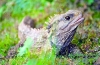 Tuatara ali tuatara