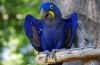 Hyacinth macaw - habitat, narava, značilnosti vsebine in prehrane