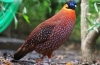 Ocelirani tragopan