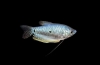 Modri ​​ali pegasti gourami (trichogaster trichopterus)