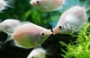 Gourami se poljublja