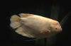 Velikanski gourami (osphronemus goramy)