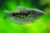 Gourami marmor: vzdrževanje in nega, vzreja in združljivost