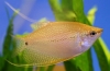 Gourami zlata ali rumena: značilnosti vsebine v akvariju