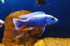 Haplochromis jackson (sciaenochromis fryeri)