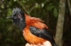 Grebenasti pitohui