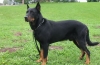 Dober pastir in zanesljiv prijatelj - vdan, a trmast beauceron