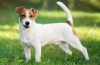 Zgodovina nastanka in opis pasme jack russell terier