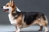 Zgodovina izvora in pasemski standard psa welsh corgi