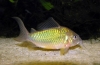 Smaragdni brohi (corydoras splendens)