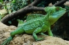 Kuščar, ki teče po vodi - čelada bazilika (basiliscus plumifrons)