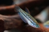 Pritlikavi gourami (trichopsis pumila)