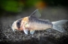 Koridorji (corydoras) priljubljena vrsta