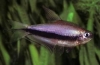 Kraljevska tetra