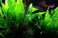 10 Vrst cryptocoryne wendt