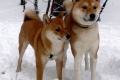 Akita inu in shiba inu: razlike