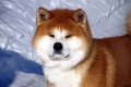 Akita inu: opis pasme